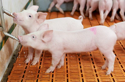 Piglets Drinking Water