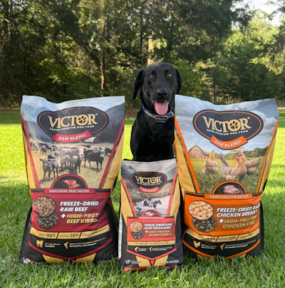 Black Labrador with three bags of VICTOR dog food featuring Raw Blend beef and chicken recipes on grass with trees
