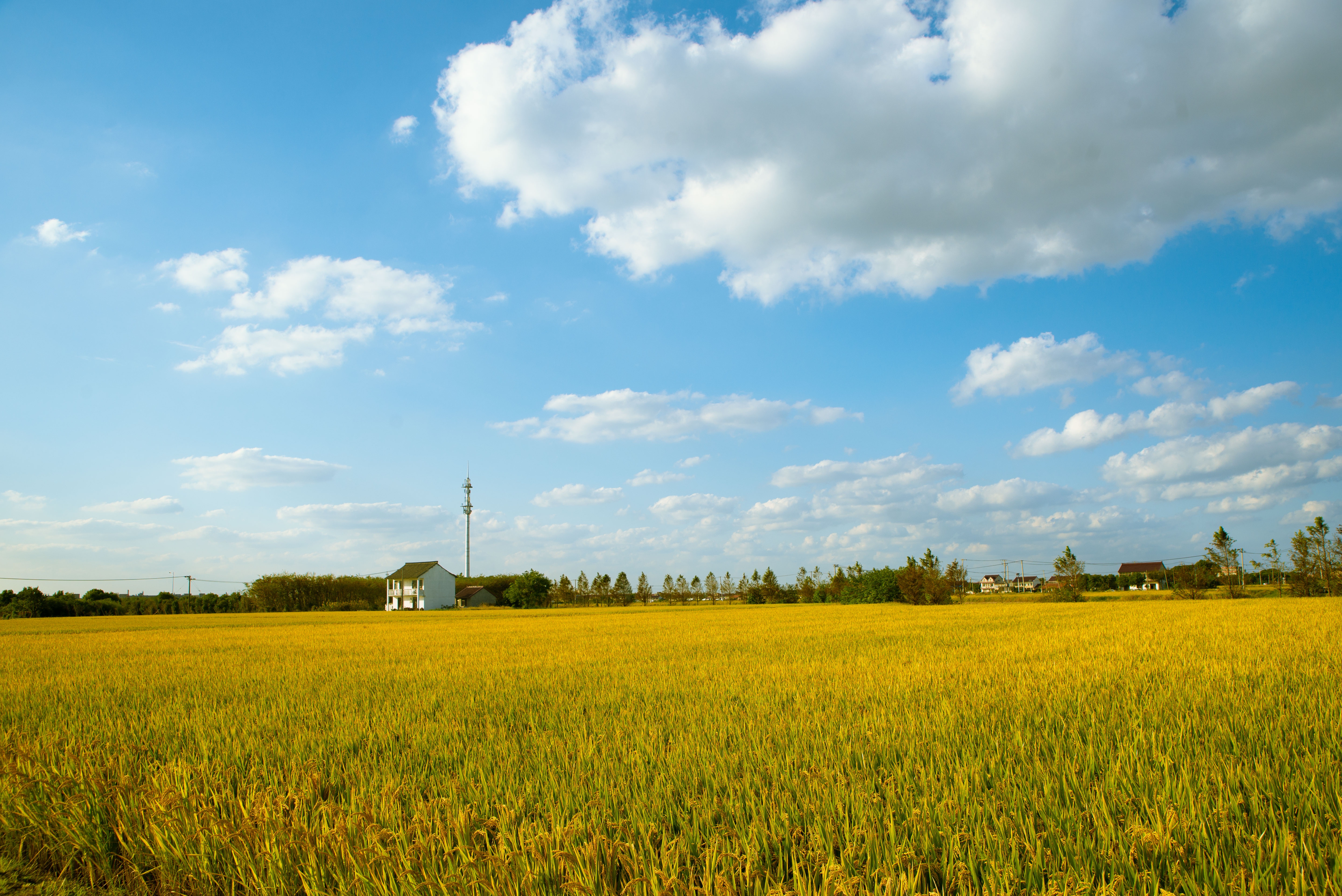 Rice Field Golden Pixabay Evan199102