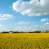 Rice Field Golden Pixabay Evan199102