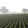 Schauhi Field 4610470
