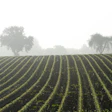 Schauhi Field 4610470