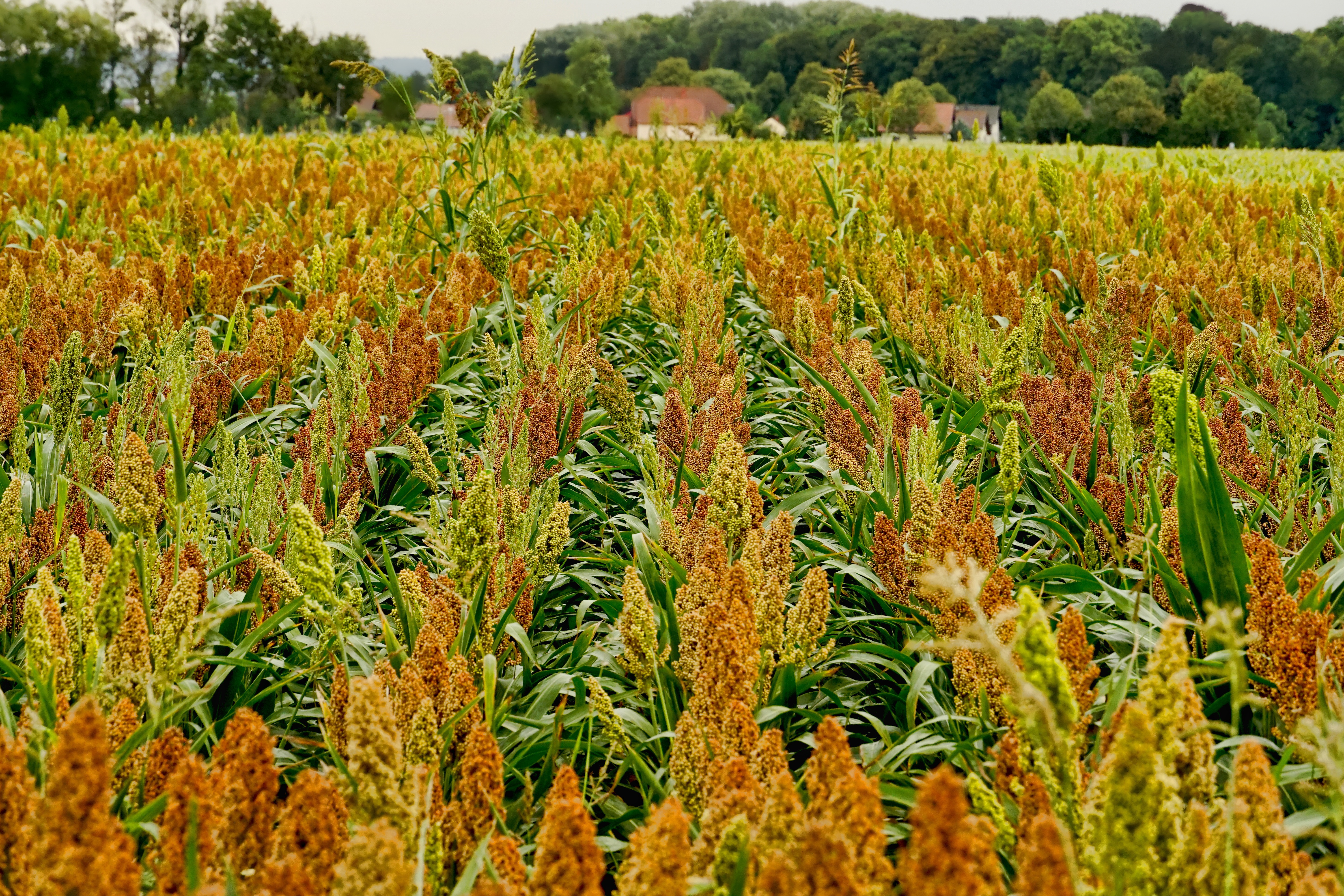 Sorghum Field Pixabay Schwoaze