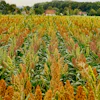 Sorghum Field Pixabay Schwoaze