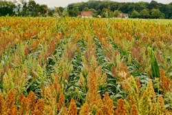 Sorghum Field Pixabay Schwoaze