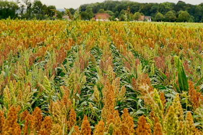 Sorghum Field Pixabay Schwoaze