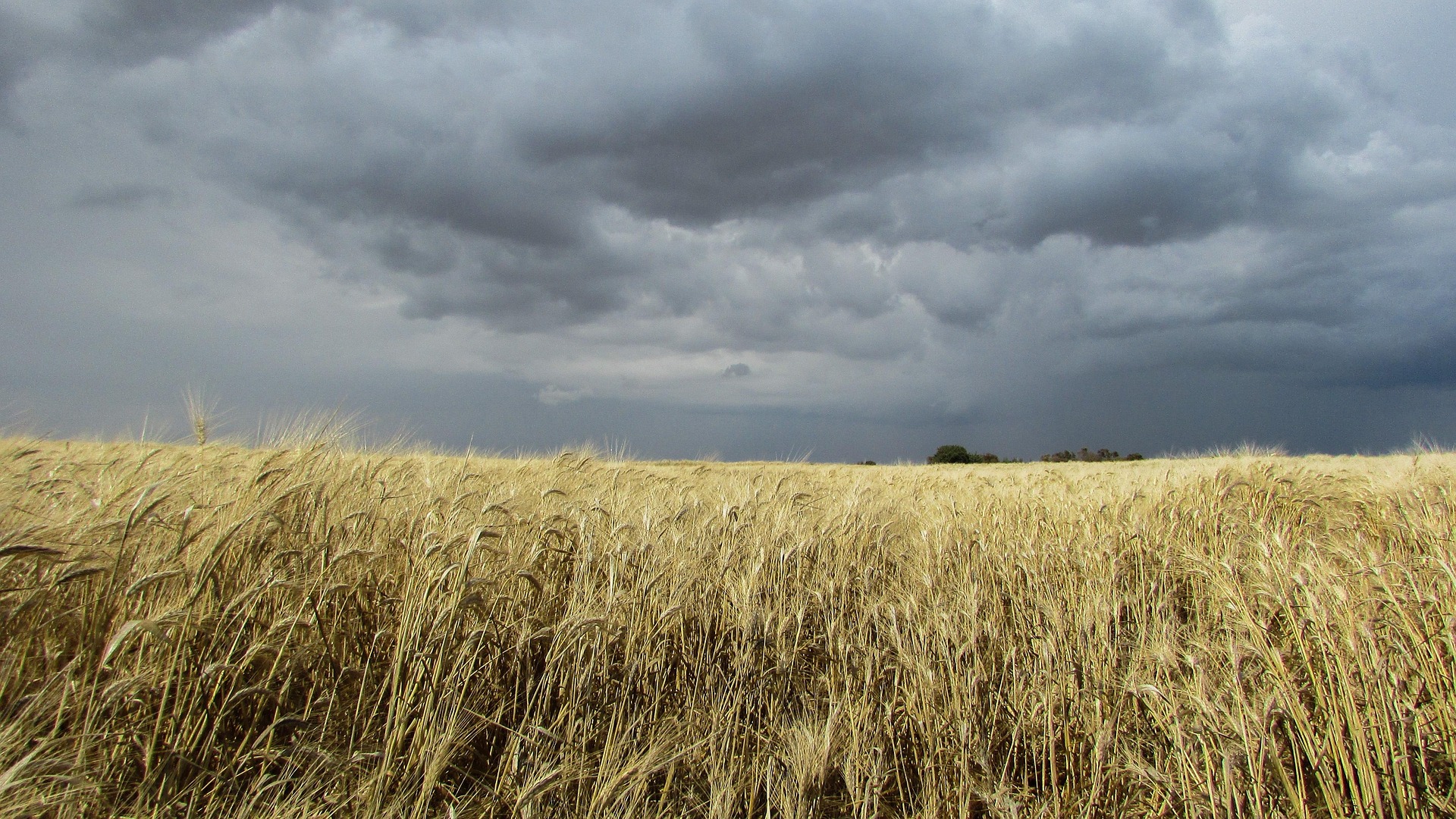 Storm Over Wheat Field Dimitris Vetsikas Pixabay
