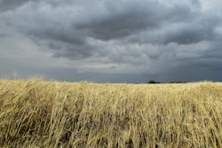 Storm Over Wheat Field Dimitris Vetsikas Pixabay
