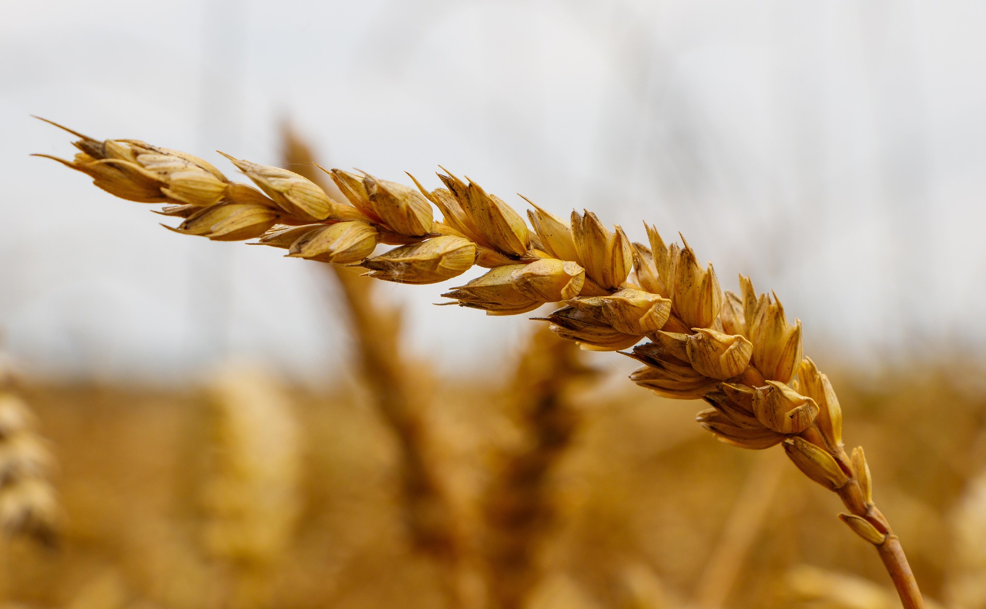 Wzdigiphoto Wheat 6491873 1920