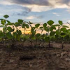 Young Soybean Field Sunset Pixabay Tookapic
