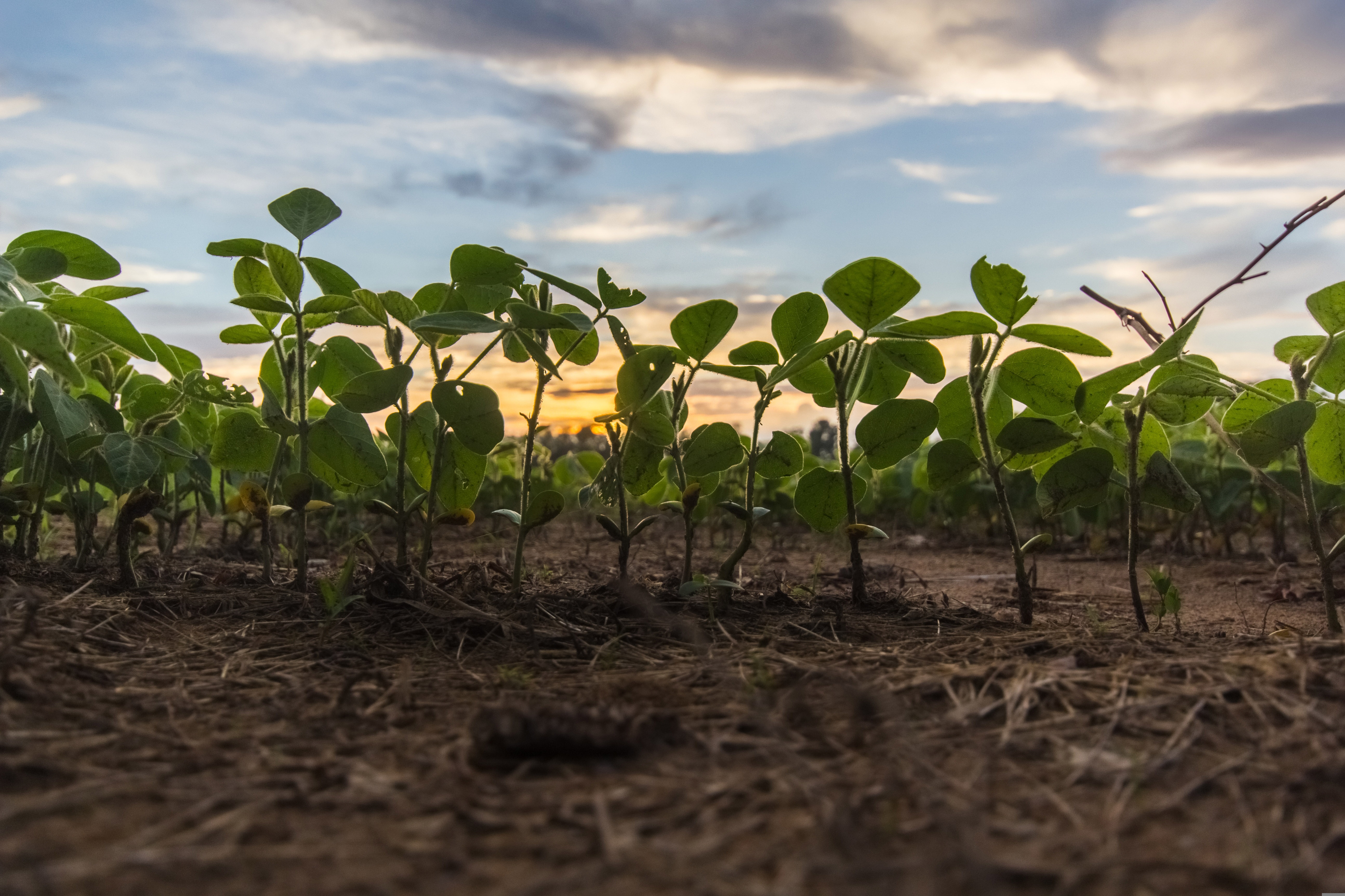 Young Soybean Field Sunset Pixabay Tookapic
