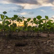 Young Soybean Field Sunset Pixabay Tookapic