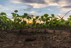 Young Soybean Field Sunset Pixabay Tookapic