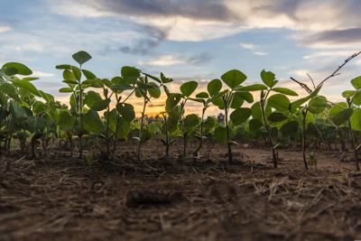 Young Soybean Field Sunset Pixabay Tookapic