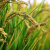 Zcf428526 In Rice Field 2679153