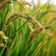 Zcf428526 In Rice Field 2679153