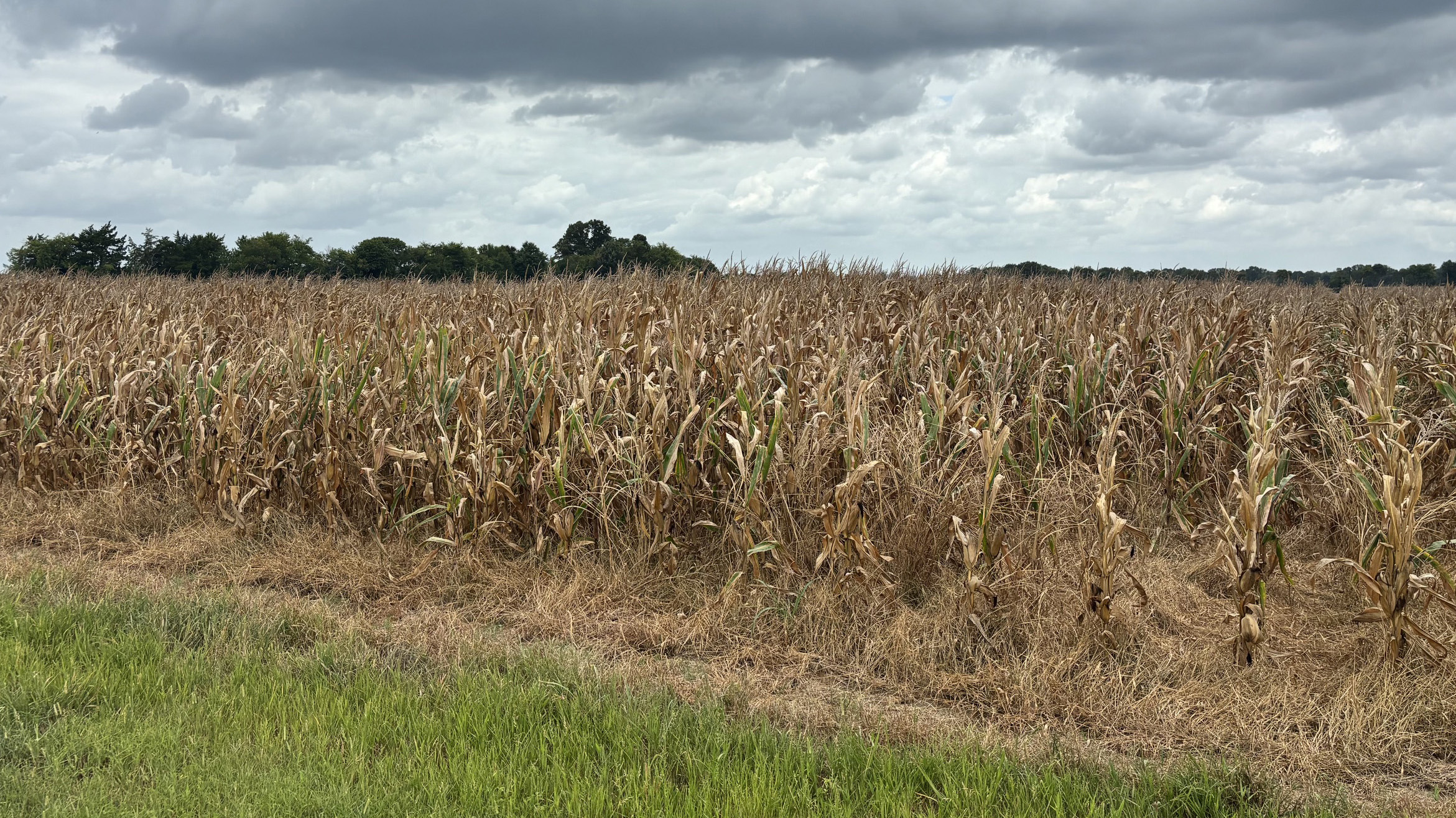 Pest and disease issues have been minimal in Mississippi&rsquo;s corn crop this year, but there has been an unusual amount of heat stress. This Noxubee County corn field was nearing harvest on July 23, 2026.