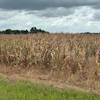 Pest and disease issues have been minimal in Mississippi’s corn crop this year, but there has been an unusual amount of heat stress. This Noxubee County corn field was nearing harvest on July 23, 2026.
