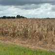 Pest and disease issues have been minimal in Mississippi’s corn crop this year, but there has been an unusual amount of heat stress. This Noxubee County corn field was nearing harvest on July 23, 2026.