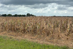 Pest and disease issues have been minimal in Mississippi’s corn crop this year, but there has been an unusual amount of heat stress. This Noxubee County corn field was nearing harvest on July 23, 2026.