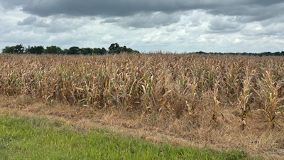 Pest and disease issues have been minimal in Mississippi&rsquo;s corn crop this year, but there has been an unusual amount of heat stress. This Noxubee County corn field was nearing harvest on July 23, 2026.