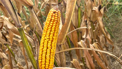 Pest and disease issues have been minimal in Mississippi’s corn crop this year, but there has been an unusual amount of heat stress. This Noxubee County corn field was nearing harvest on July 23, 2026.