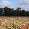Bmac0 Sorghum 1568525 1920