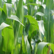 Corn Growing Sunny Day Pixabay Kirahoffmann
