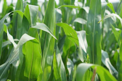 Corn Growing Sunny Day Pixabay Kirahoffmann