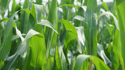 Corn Growing Sunny Day Pixabay Kirahoffmann