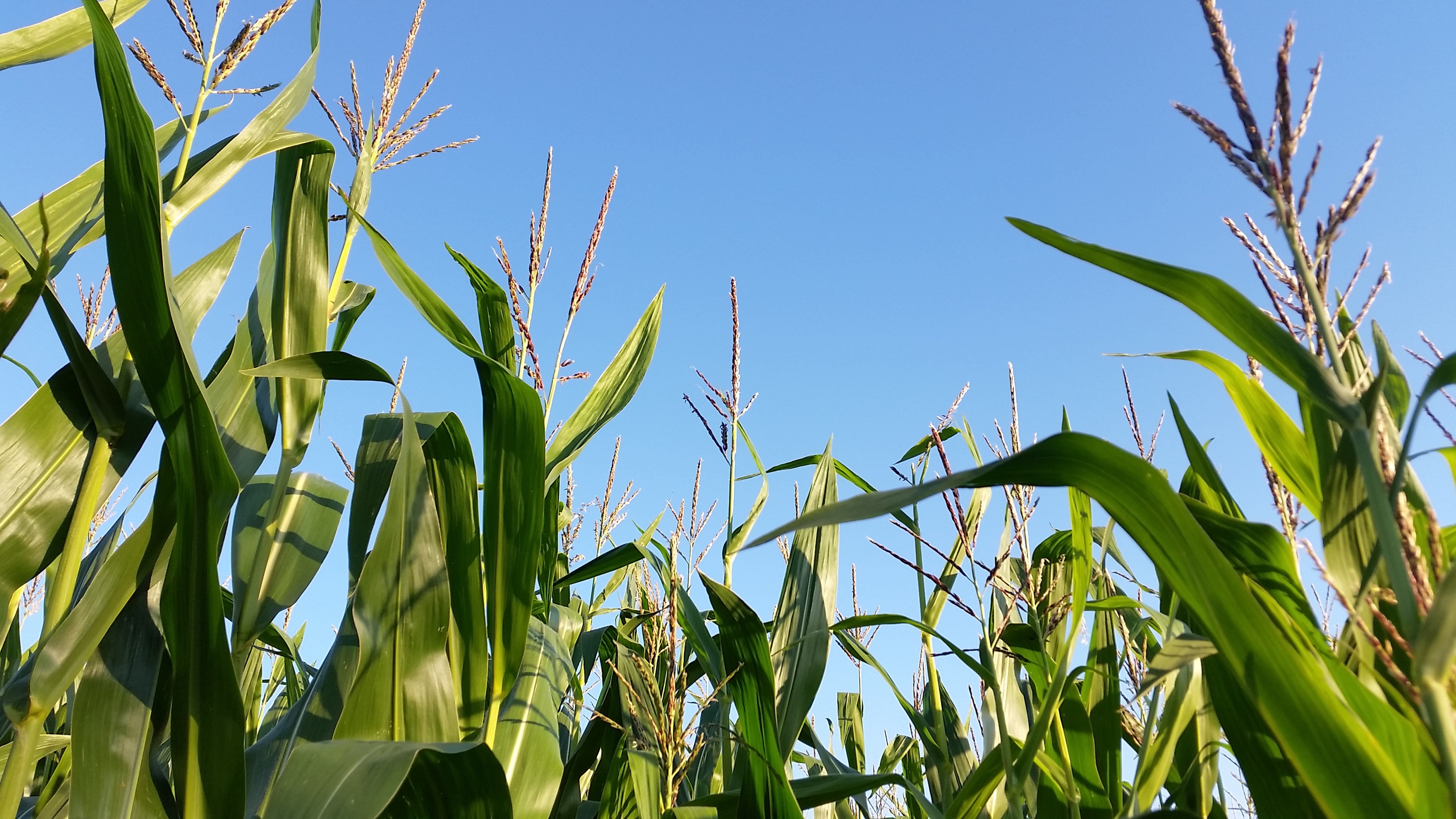 Corn Loking Up Growing With Tassel Tdahl Pixabay