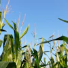 Corn Loking Up Growing With Tassel Tdahl Pixabay