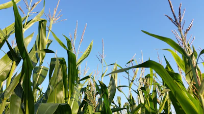 Corn Loking Up Growing With Tassel Tdahl Pixabay