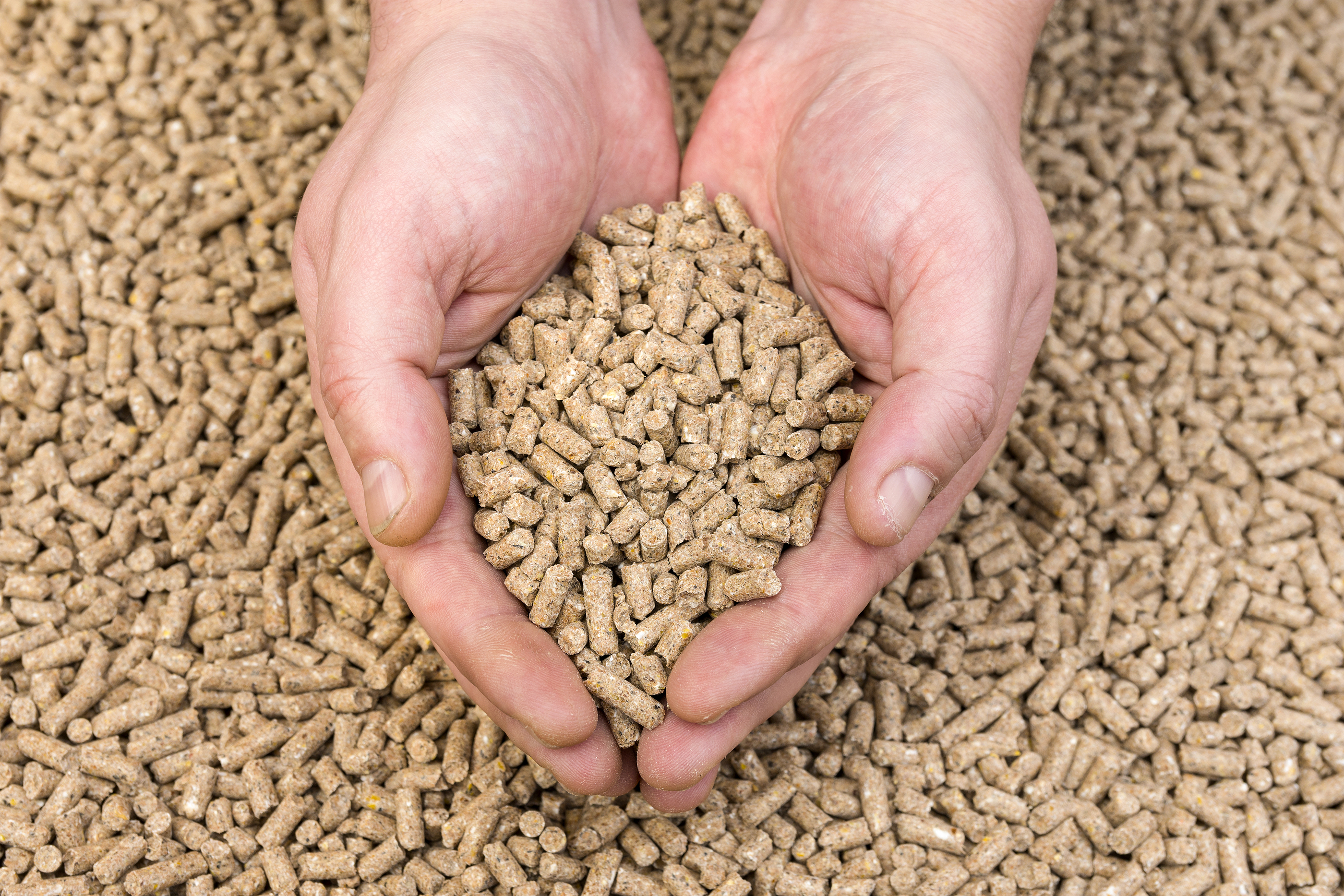 Feed Pellets In Hand