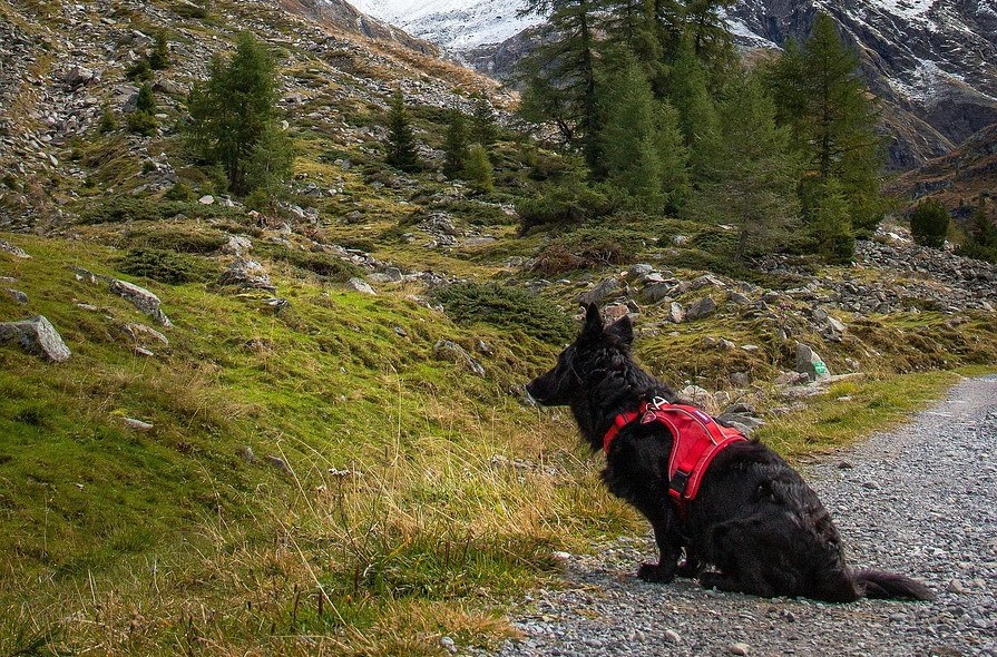 Black dog wearing red backpack on rocky mountain trail with coniferous trees and snow-capped peaks