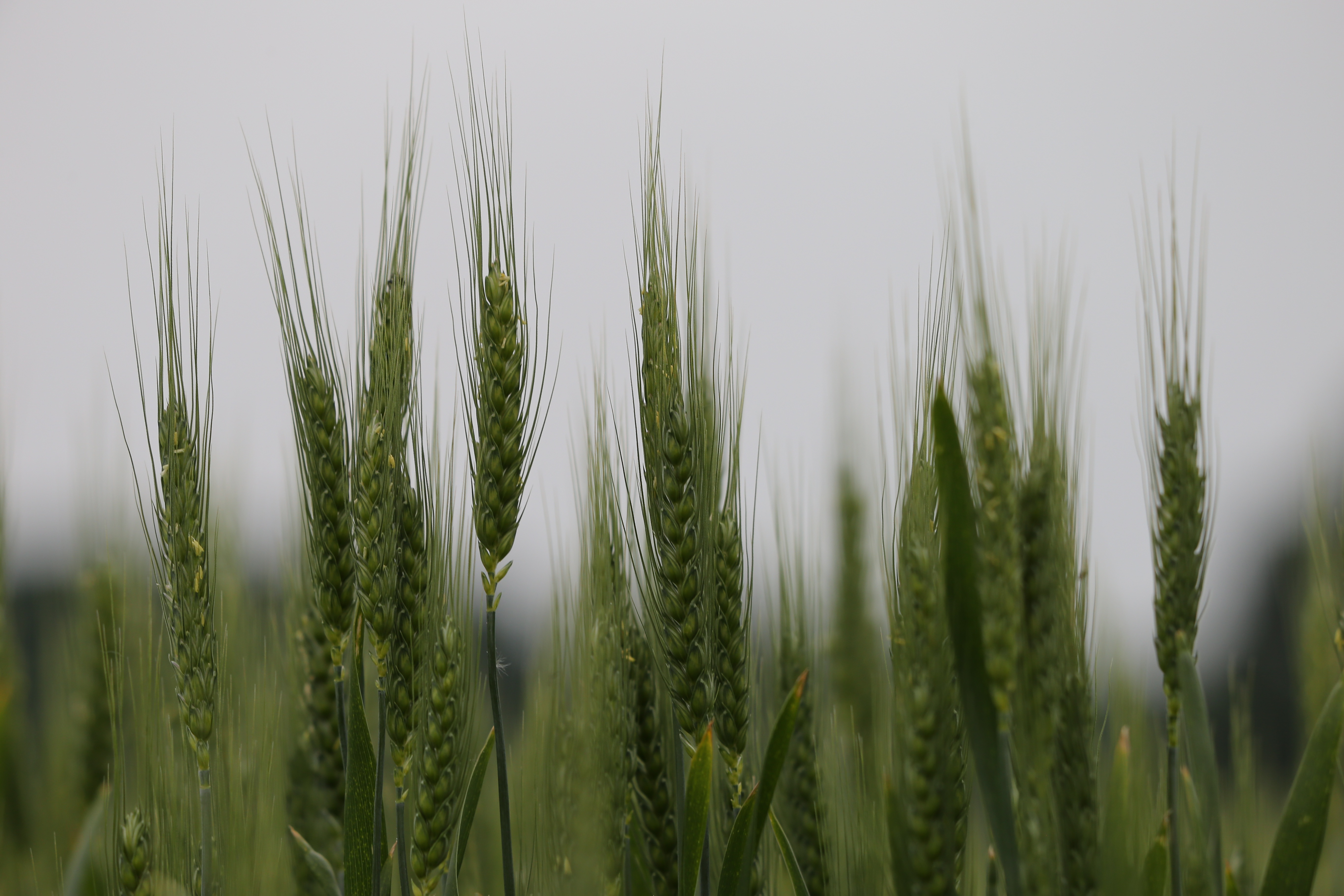 Goranh Green Wheat 5203953