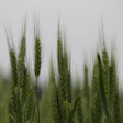 Goranh Green Wheat 5203953