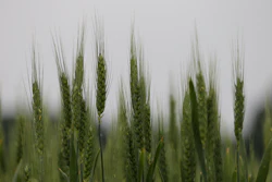 Goranh Green Wheat 5203953