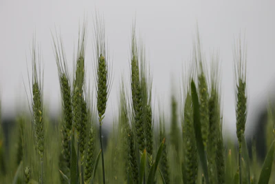 Goranh Green Wheat 5203953