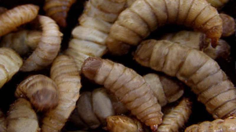 Hermetiaillucens