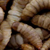 Hermetiaillucens