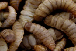 Hermetiaillucens