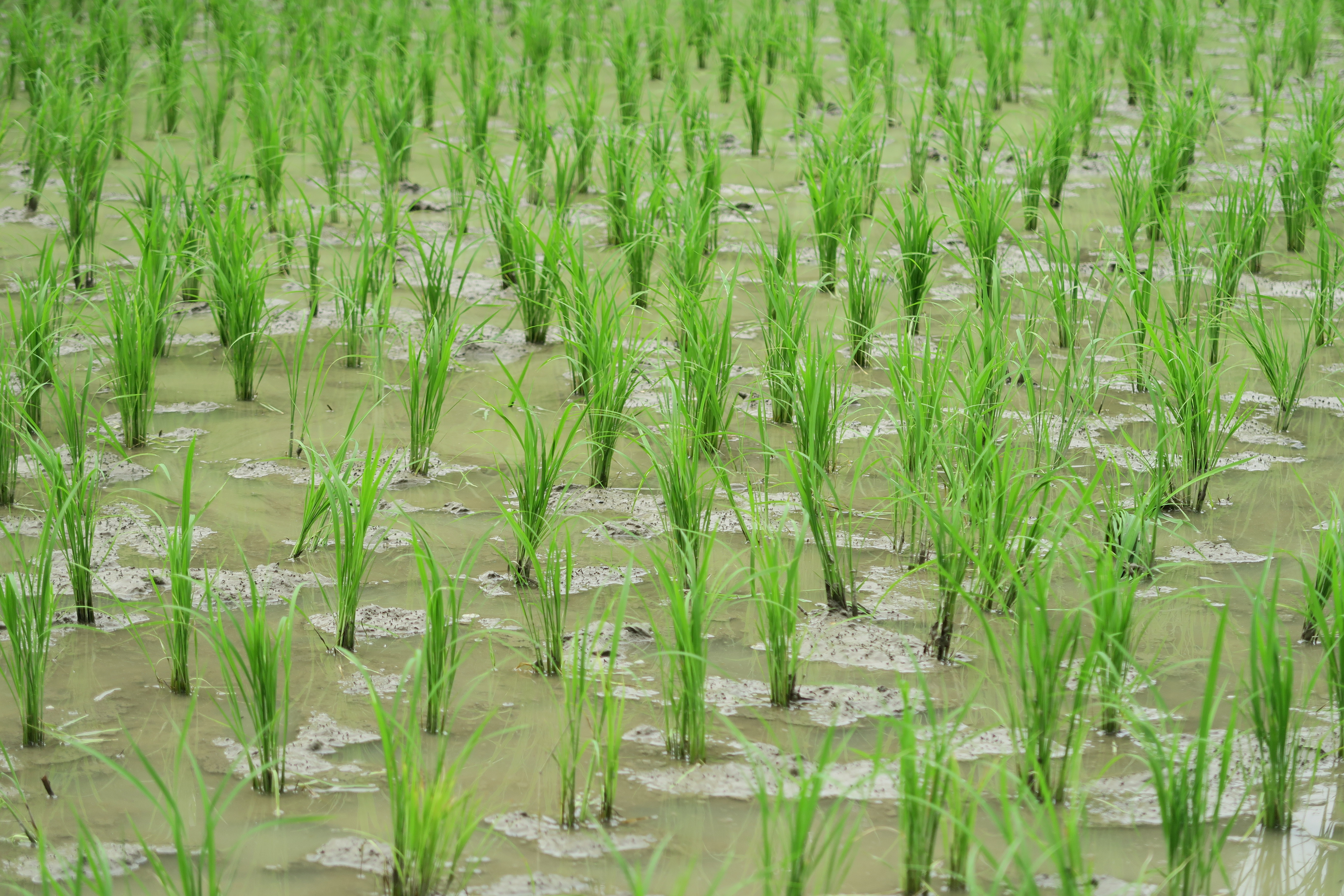 Myccf Rice Field 7127195