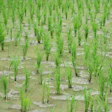 Myccf Rice Field 7127195