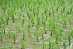 Myccf Rice Field 7127195