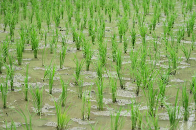 Myccf Rice Field 7127195