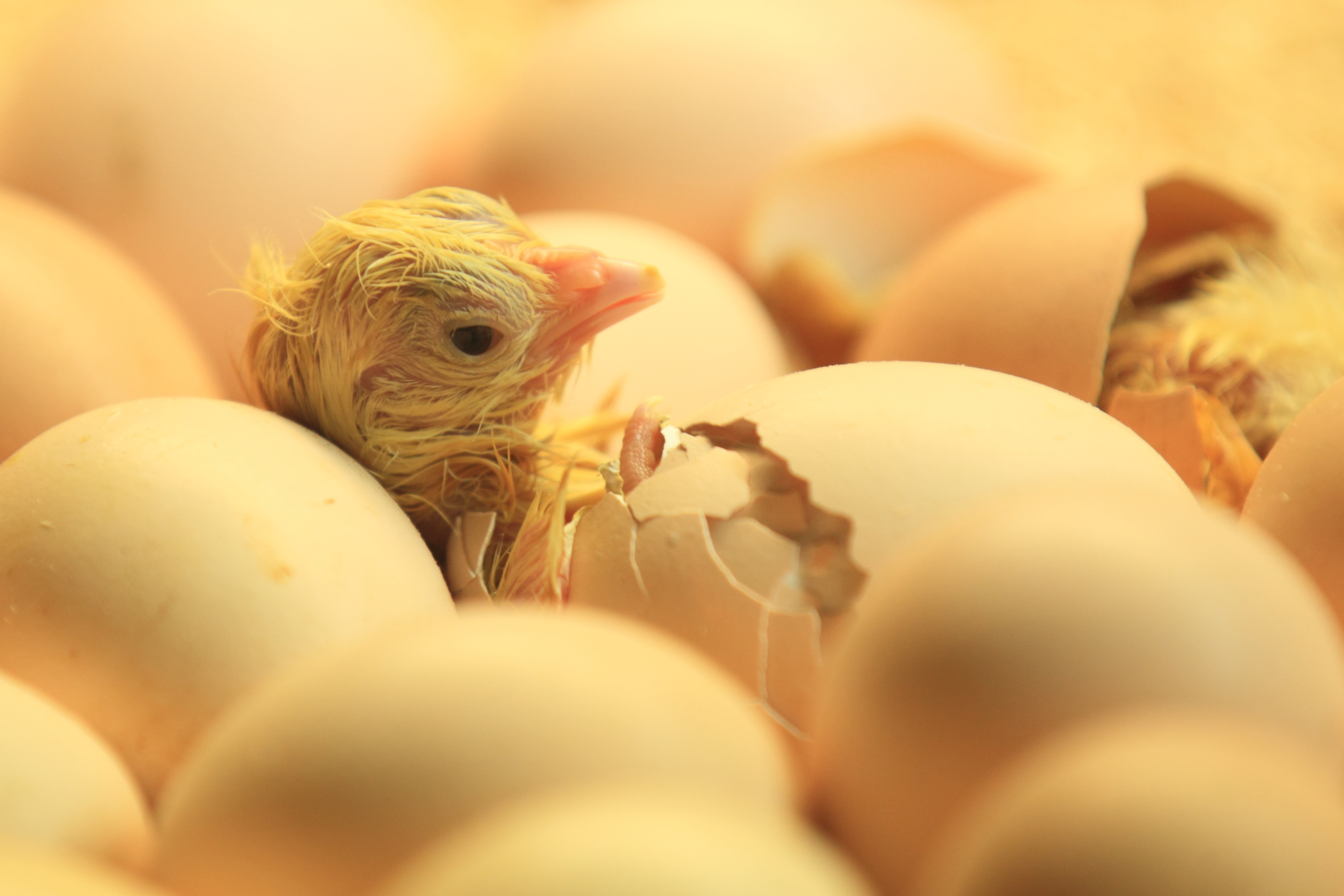 Newborn Chick Coming Out Of Shell
