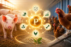 Poultry Phosphorus