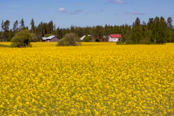 Rapeseed Flowering Field Farm Pixabay Ltapsah