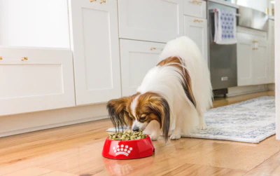 The diets are formulated for dogs with specific health conditions, including gastrointestinal needs, food sensitivities and reduced appetite.